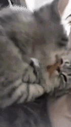 Cat Kiss Stare Away GIF