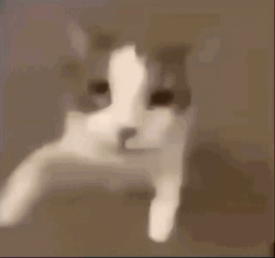 Cat Kisses Camera GIF
