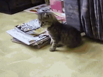 Cat Kitty GIF
