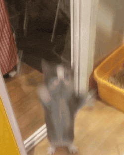 Cat Kitty GIF