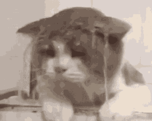 Cat Kitty GIF