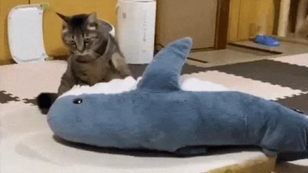 Cat Knead Shark Stuffed Toy GIF