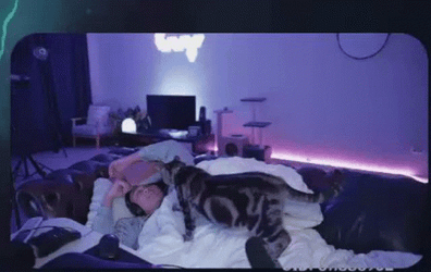 Cat Knead Sleeping Owner GIF