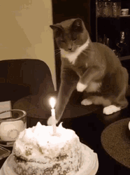 Cat Knocking Down Cake Birthday Candle