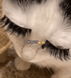 Cat Lashes Ok Purr GIF