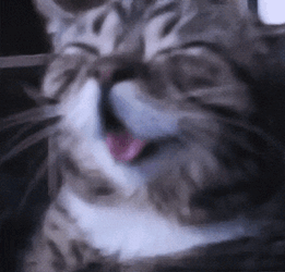 Cat Laughing GIF