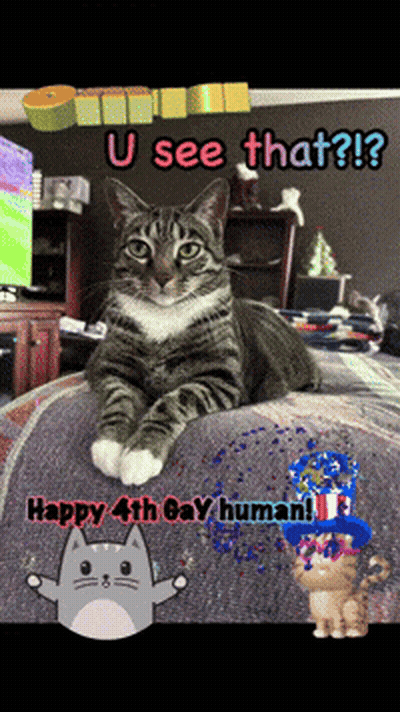 Cat Laying Bed With Happy 4Th Gay Human GIF