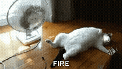 Cat Laying By Fan Saying Fire GIF