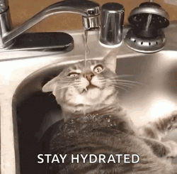 Cat Laying Drinking Tap Water GIF