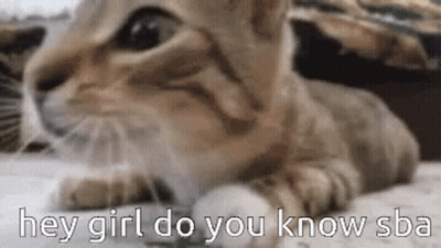 Cat Laying Hey Girl Do You Know Sba GIF
