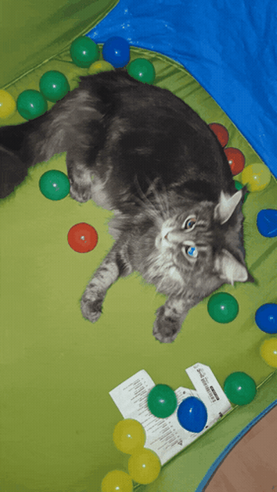 Cat Laying In Ball Pit With IKEA Label GIF