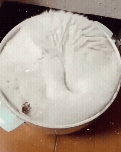 Cat Laying In Bowl Of Ice Cream GIF