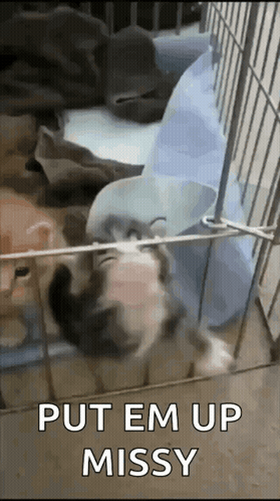 Cat Laying In Cage Put Em Up Missy GIF