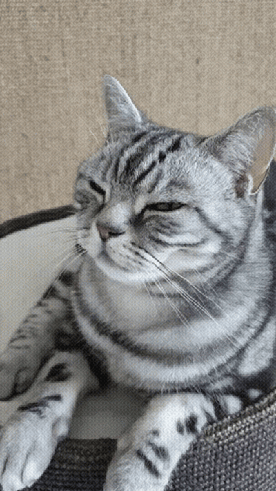 Cat Laying In Cat Bed With Eyes Closed GIF