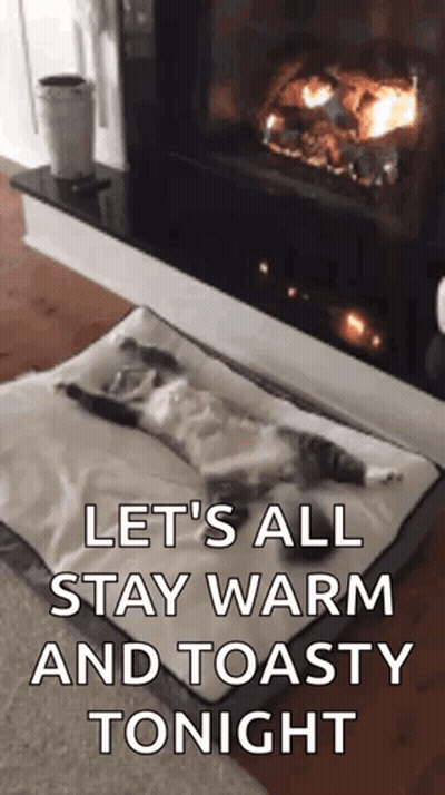 Cat Laying In Dog Bed In Front Of Fireplace GIF