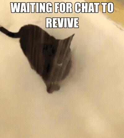 Cat Laying in Foam Waiting for Chat to Revive