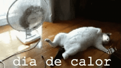 Cat Laying In Front Of Fan Dia De Calor GIF