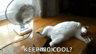 Cat Laying In Front Of Fan Keeping Cool GIF