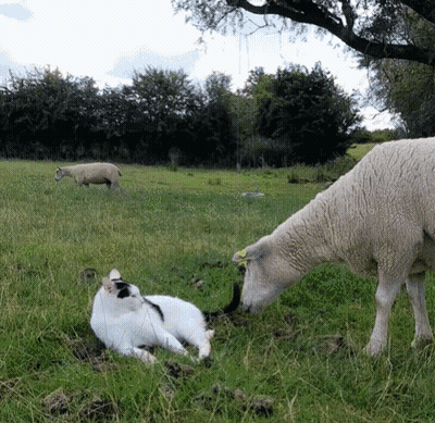 Cat Laying In Grass Next To Sheep GIF