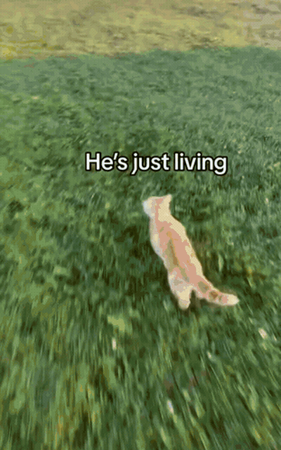 Cat Laying In Grass Saying He's Just Living GIF