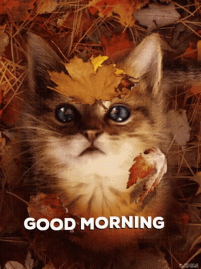 Cat Laying In Leaves Saying Good Morning GIF