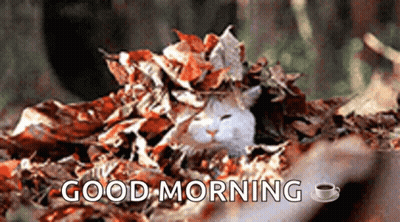 Cat Laying In Leaves Saying Good Morning GIF