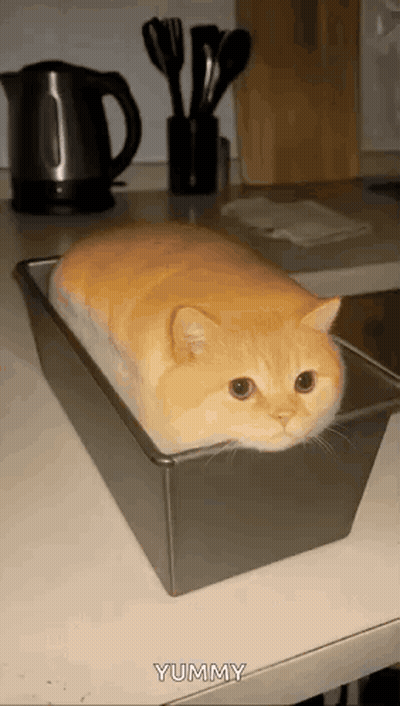 Cat Laying In Loaf Of Bread GIF