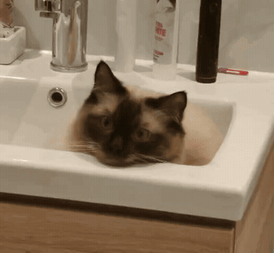 Cat Laying In Sink Next To Tea Tree Shampoo GIF