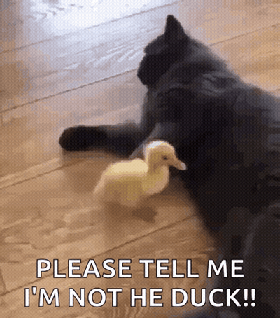 Cat Laying Next To Duck Saying Please Tell Me I'm Not The Duck GIF