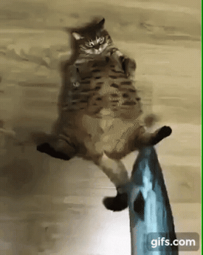 Cat Laying Next To Fish Toy GIF