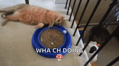 Cat Laying Next To Food Bowl Saying Wha Ch Doing GIF