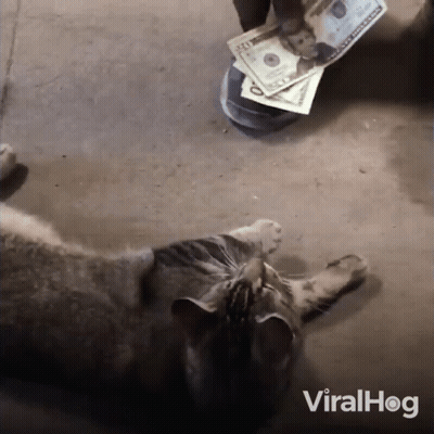 Cat Laying Next To Pile Of Money With Viralhog GIF