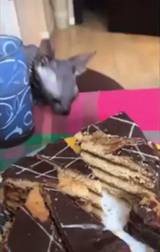 Cat Laying Next To Stack Of Chocolate Bars GIF