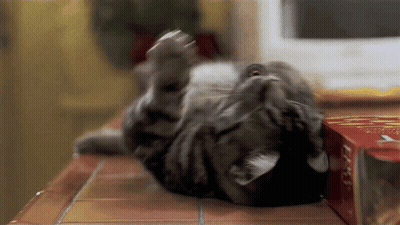 Cat Laying On Back Beside Chicken Noodle Soup GIF