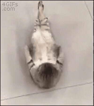 Cat Laying On Back Black And White Photo GIF