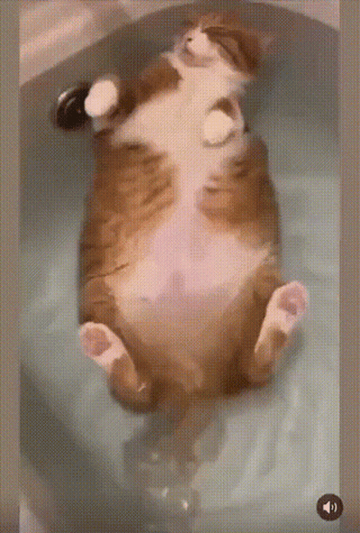Cat Laying On Back In Bathtub With Play Button GIF