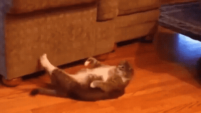Cat Laying On Back In Living Room GIF