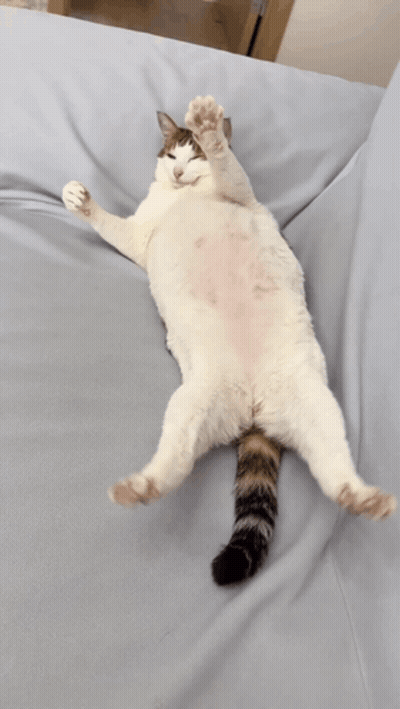 Cat Laying On Back On Couch GIF