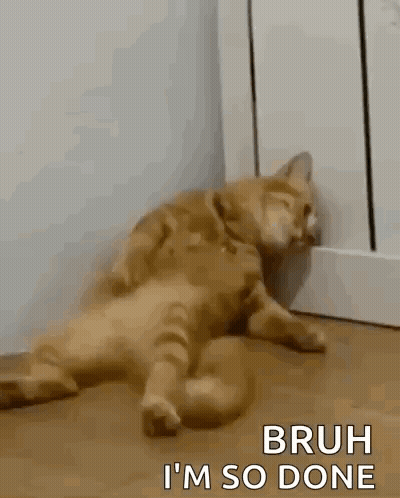Cat Laying On Back On Wooden Floor GIF