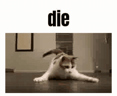 Cat Laying On Back On Wooden Floor GIF
