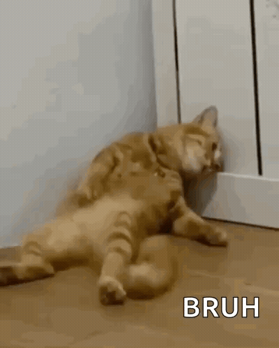 Cat Laying On Back On Wooden Floor GIF