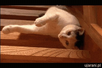 Cat Laying On Back On Wooden Shelf With Ujarani.pl Below GIF