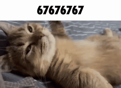Cat Laying On Back With 67676767 Above GIF