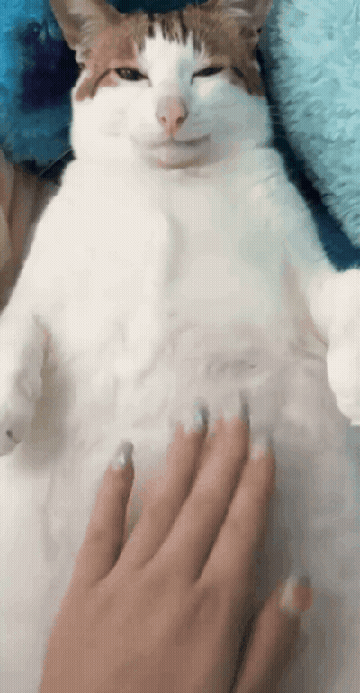 Cat Laying On Back With Hand On Belly GIF
