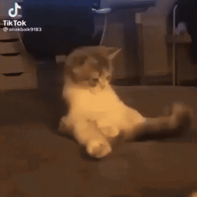 Cat Laying On Back With Legs Crossed GIF