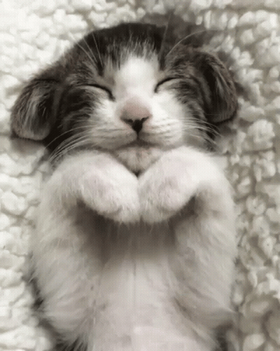 Cat Laying On Back With Paws Folded GIF