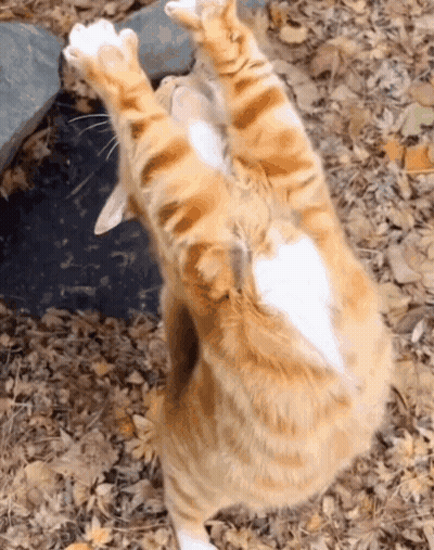 Cat Laying On Back With Paws Up GIF