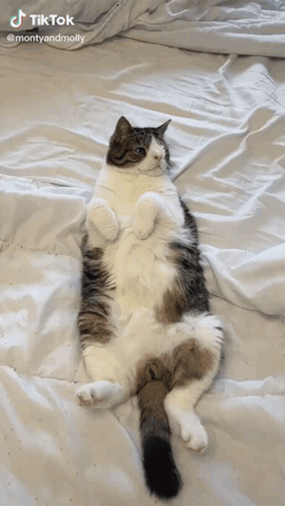 Cat Laying On Back With TikTok Watermark GIF