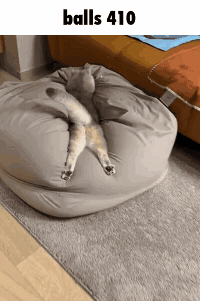 Cat Laying On Bean Bag With Balls 410 GIF