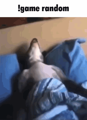 Cat Laying On Bed !Game Random GIF